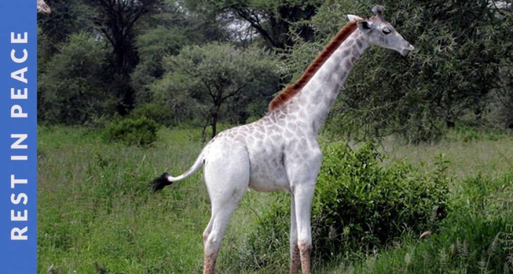 World's Only Female White Giraffe & Her Calf was Killed by Poachers