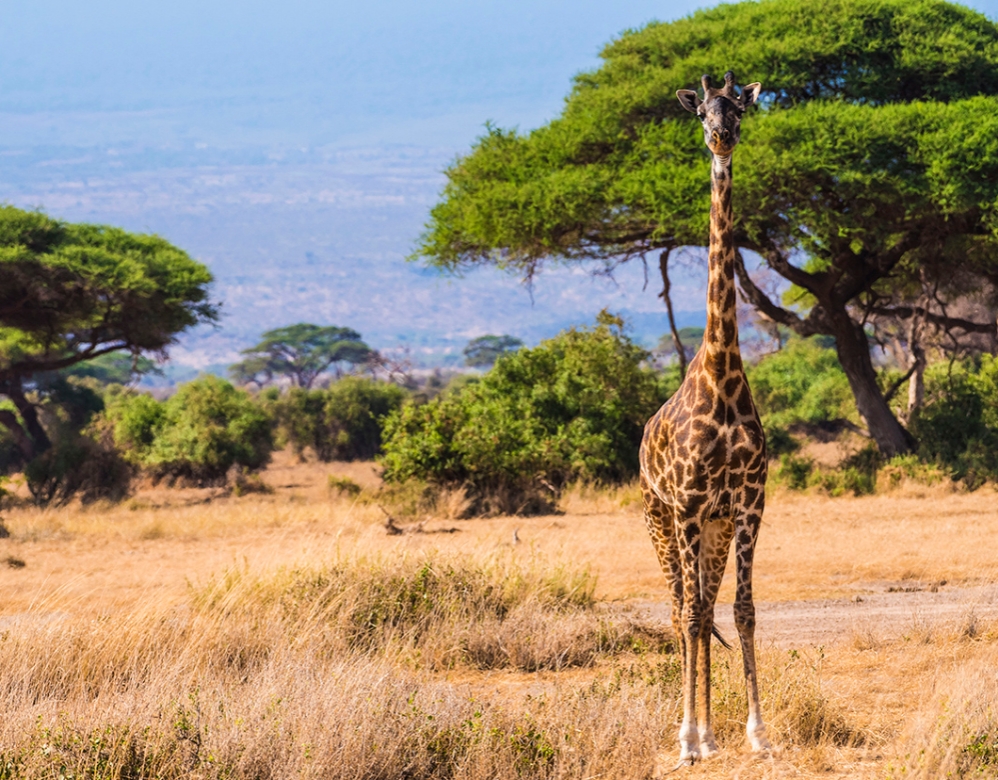 Amboseli National Park, Kenya, East Africa